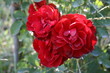 Roses rouges Roses rouges