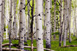 Aspen Spring Aspen Spring