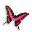 Violet butterfly