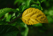 abstract of yellow leaf amongs green