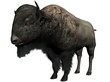 Bison