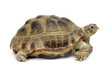 Reptile turtle, isolated object ower white