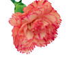 Carnation