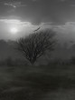 einsamer Baum