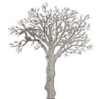 arbre nu