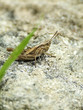 chorthippus apricarius