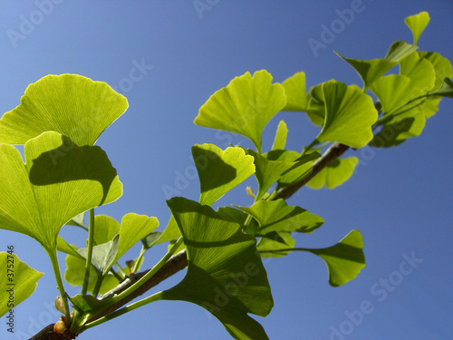 Ginkgo 01 Ginkgo 01