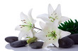 madonna lily flower with stones on white