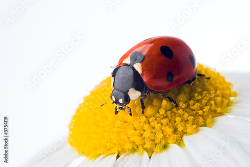 Photo: ladybug on flower over white ladybug on flower over white