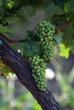 grappes de raisin