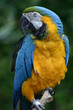 Blue and Gold Macaw