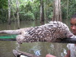 Cuandú, Greifstachler,  Amazonas