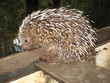 Cuandu,Coendou bicolor,Greifstachler,  Amazonas