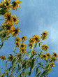 Black-Eyed Susans to the Sky (Rudbeckia hirta)    