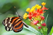 heliconius
