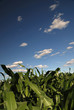 sunny day at field of corn and dramatic sky... sunny day at field of corn and dramatic sky...