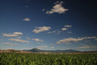 sunny day at field of corn and dramatic sky... sunny day at field of corn and dramatic sky...