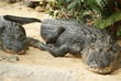 American alligator