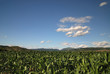 sunny day at field of corn and dramatic sky... sunny day at field of corn and dramatic sky...