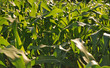 sunny day at field of corn and dramatic sky... sunny day at field of corn and dramatic sky...