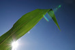 green leaf with blue sky in background green leaf with blue sky in background