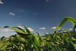 sunny day at field of corn and dramatic sky... sunny day at field of corn and dramatic sky...