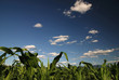 sunny day at field of corn and dramatic sky... sunny day at field of corn and dramatic sky...