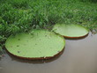 Vitória Rêgia, Riesenseerose,  Amazonas