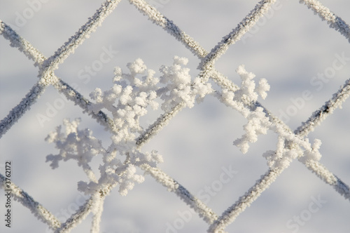 Foto: Frozen panicle Frozen panicle