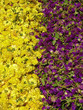 Chrysanthemum Indicum L. & Trifolium pratense Flowers