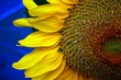 quater sunflower