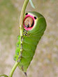 Chenille Chenille