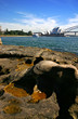 Sydney Opera House and Harbour Bridge..