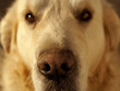 Cão Cão
