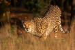 Cheetah hunting for his meal.