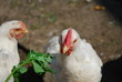 Chickens 