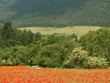 red poppy field in the mountains