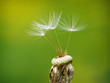 dandelion seed