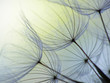 Quadro dandelion seed