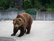 Ours brun