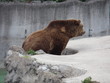 Ours brun