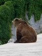 Ours brun