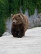 Ours brun