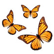 Three Butterflies