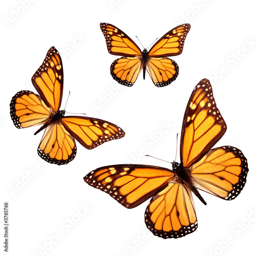 Photo: Three Butterflies Three Butterflies