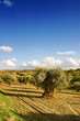 Olive trees landscape
