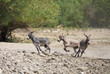 Donkey Fight
