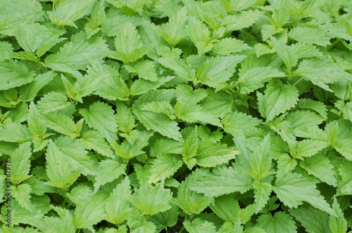 Photo: Stinging nettles. Background Stinging nettles. Background