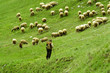 pascolo