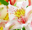 Photo white orchid close up